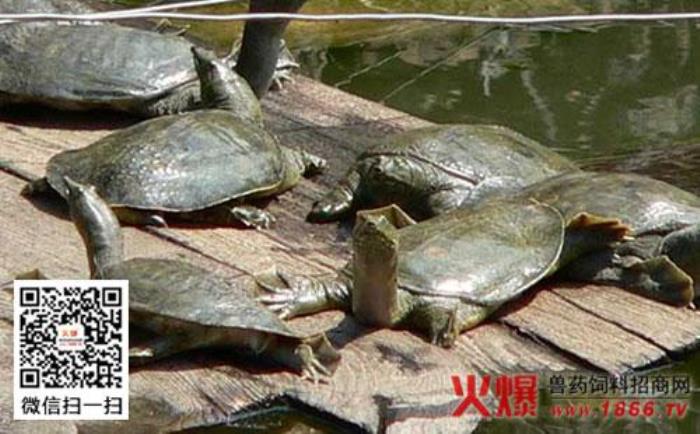 夢見鱉、甲魚 做夢夢到甲魚和魚是什么意思