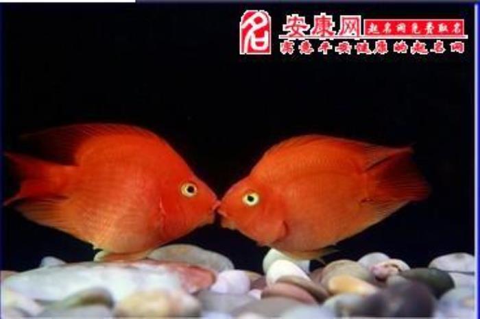 夢見紅魚 孕婦夢見紅魚是什么意思