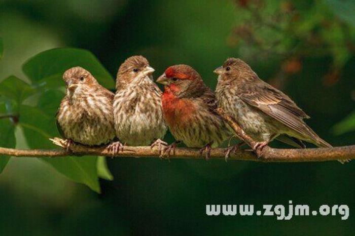 夢(mèng)見密密麻麻的鳥 夢(mèng)見密密麻麻黑色的鳥群