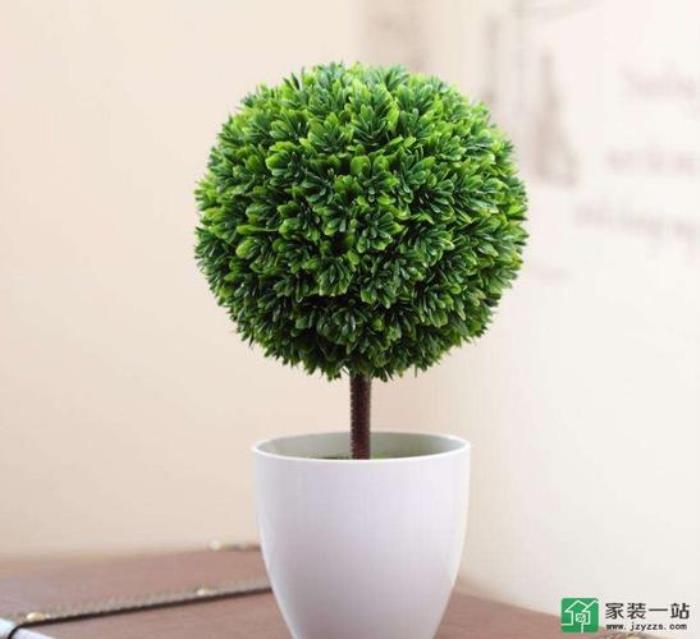 植字五行屬什么 植字的含義 五行屬木的植物盆栽有哪些