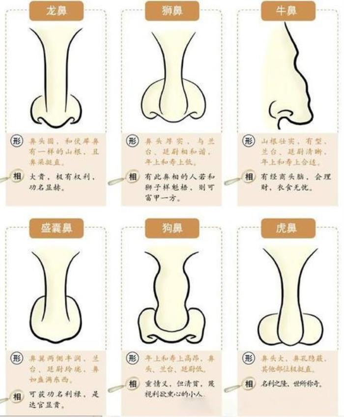 面相觀測(cè)鼻頭大好嗎 鼻頭很大很圓面相