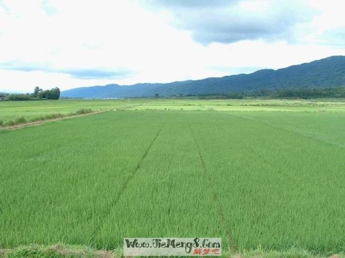 夢(mèng)見土地 夢(mèng)見自己家的田地