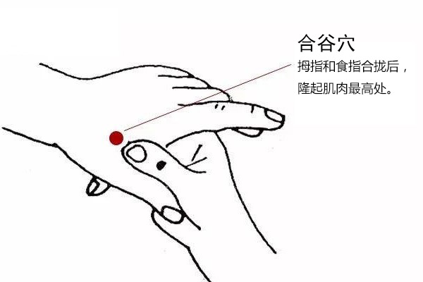 手陽明大腸經:合谷穴