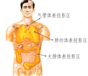 肺和大腸保健刮痧