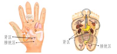 腎和膀胱保健刮痧