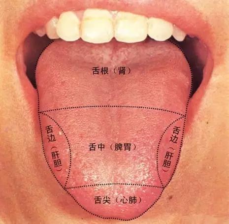 舌頭五臟 舌象