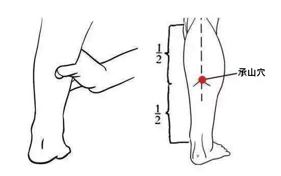 人體穴位圖 承山穴