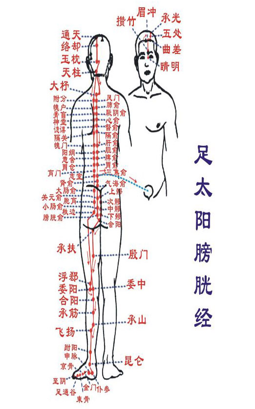 人體經(jīng)絡(luò)圖 足太陽膀胱經(jīng)